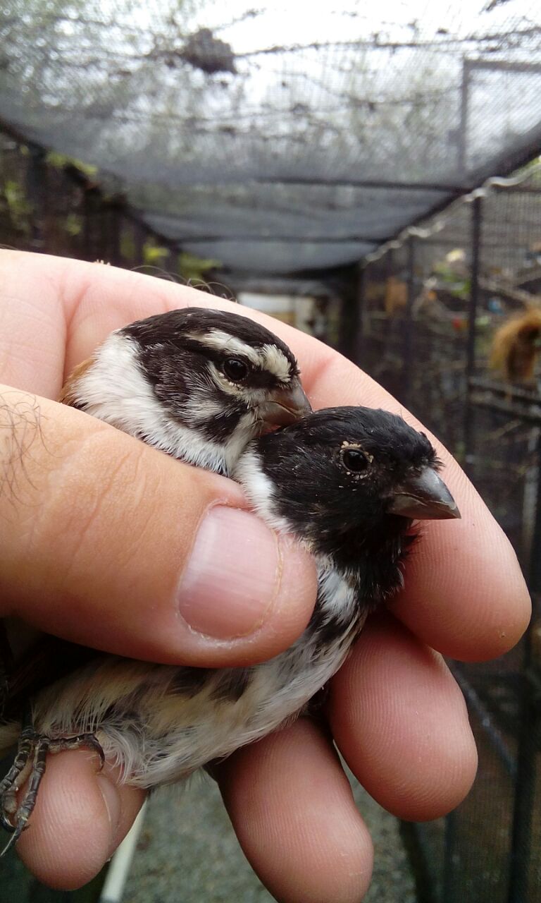 Damara Canary
